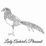 Fagiano Amherst Pheasant Illustrazioni Signora Coloritura Uccello sketch template