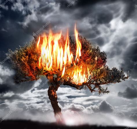 burning tree stock photo  ccuraphotography