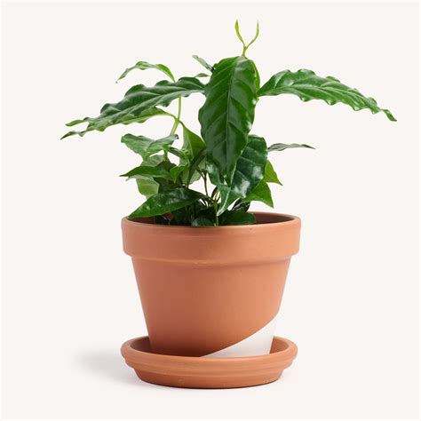 coffee plant indoor house plants delivered