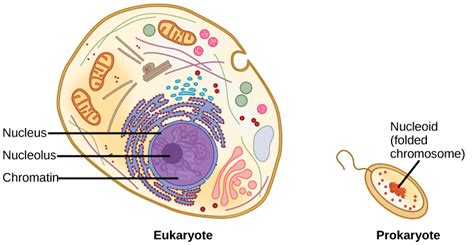 dna packaging  eukaryotes  prokaryotes biology  majors