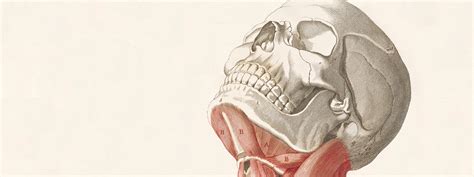 flesh  bones  art  anatomy