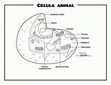 Celula Dibujar Vegetal Célula Celulas Imprimir Vegetales sketch template