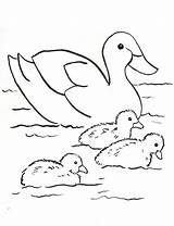 Coloring Duck Family Printable Ducks Today sketch template
