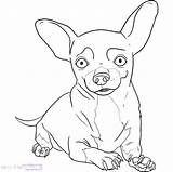 Chihuahua Beverly Chiwawa sketch template