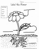 Plant Parts Coloring Pages Printable Plants Worksheet Color sketch template