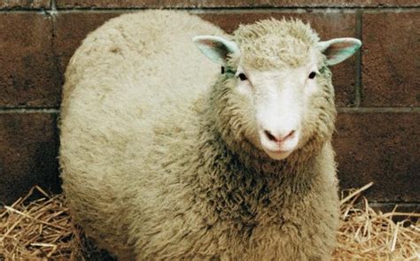 dolly the sheep was as healthy as a normal ewe scientists conclude