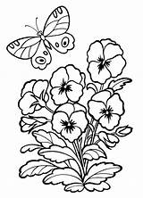 Pansy Coloring Pages sketch template