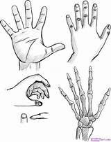 Hands Draw Drawing Step Hand Skeleton Reaching Drawings Easy Simple Dragoart Getdrawings Fingers People Steps Choose Board sketch template