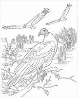Coloring Pages Desert Sahara Vulture Drawing Scene Animals Adult Printable Vultures Turkey Color Getdrawings Colorear Para Coloringbay Getcolorings Name Drawings sketch template