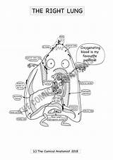 Respiratory Anatomist Comical sketch template