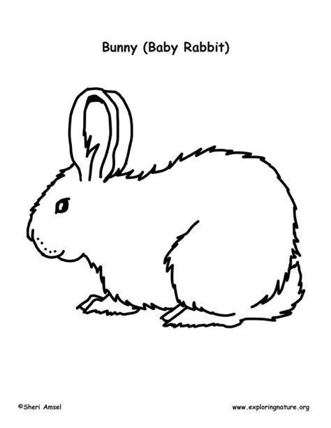 bunny cottontail rabbit kit coloring page