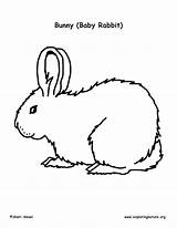 Coloring Rabbit Kit Cottontail Bunny sketch template