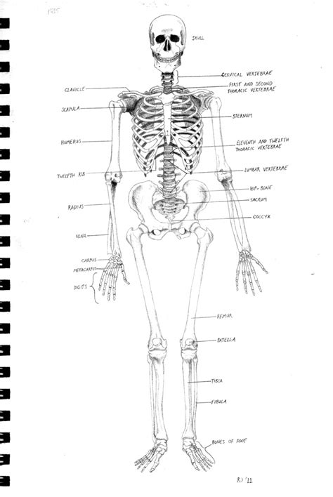 skeleton diagram  kordyne  deviantart