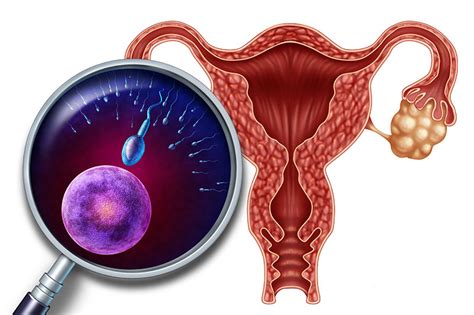 female reproductive system how it works and what it does period view