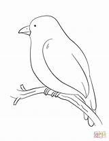 Bird Coloring Branch Tree Pages Perching Canary Drawing Printable Color Birds sketch template