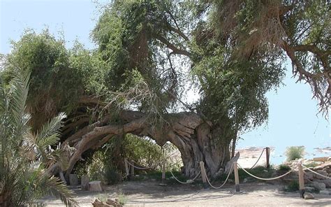 rooted  israels history  remarkable trees  times  israel