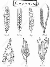 Barley Rice Cereals Cereal Millet Rye Grains Designlooter Webstockreview 123rf Zeichnen sketch template