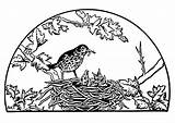 Nest Bird Coloring Drawing Birds Pages Getdrawings sketch template