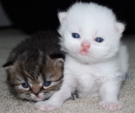 white teacup persian kittens biological science picture directory pulpbitsnet