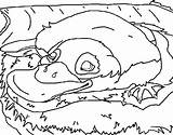 Coloring Platypus Coloringcrew sketch template