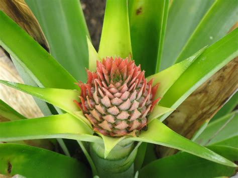 home   country pineapple plant