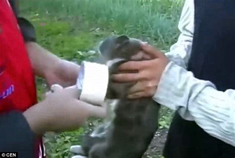russian cat is killed after being tortured by a gang of teenagers daily mail online