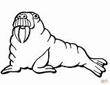 Walrus Coloring Pages Online Printable Supercoloring Super Only Categories sketch template