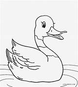 Duck Coloring Pages Cute Printable Kids Realistic Cool2bkids Drawing Baby Rubber Color Template Duckie Mallard Getcolorings Print Getdrawings Pag sketch template