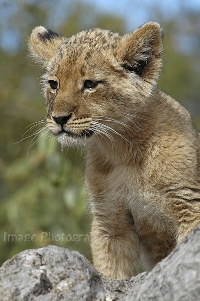 wild image photography lion cub