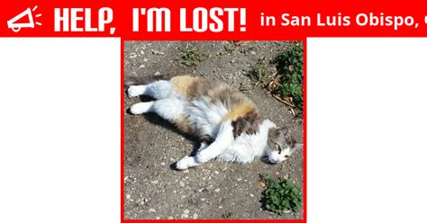 Lost Cat San Luis Obispo California Zutia