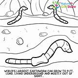 Coloring Pages Printable Earthworms Nature Gifts Butterfly sketch template