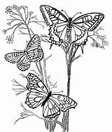 Coloring Pages Butterfly Print Kids Adult Printable Butterflies Color Colouring Adults Flowers Papillon Monarch Coloriage Clipart Printables Beautiful sketch template
