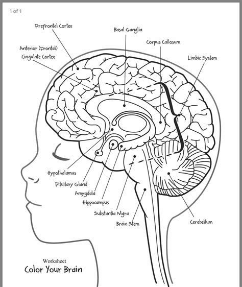 printable brain labeling worksheet