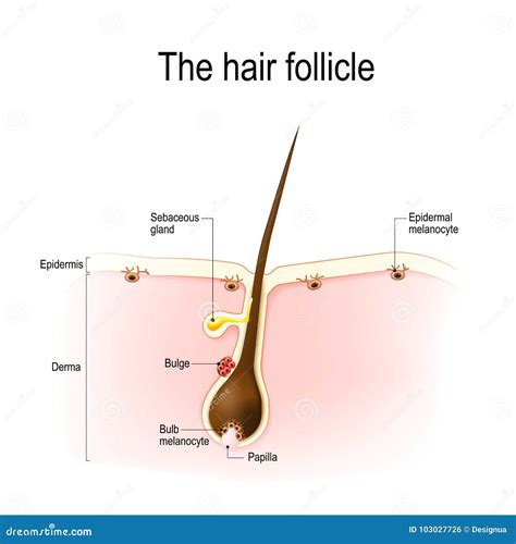 hair follicle stock vector illustration  care medical