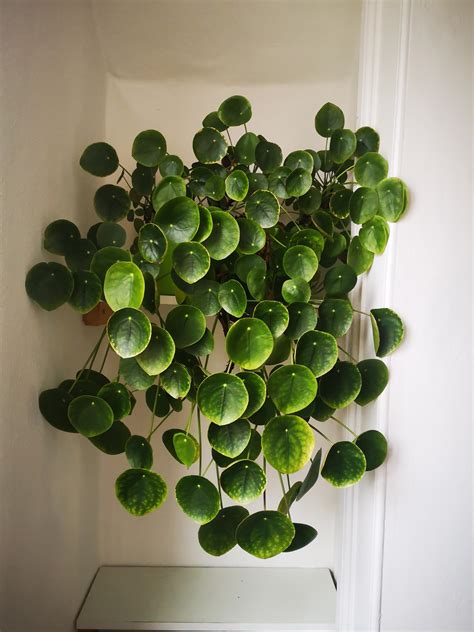 Pilea Peperomioides 7years Old Pruned Twice I Have Never Seen One