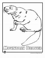 Endangered Beaver Mtn Rainforest Jr Woo Ferret Woojr sketch template