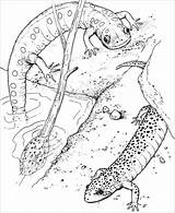 Coloring Salamander Newt Salamandra Colorare Repteis Colorear Disegni Anfibi Coloringbay Salamandras Anfibios Animais Pintarcolorir Anfibio Getdrawings Getcolorings sketch template