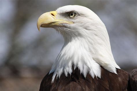 American Bald Eagle Close Up Photograph By Heidi Brandt Fine Art America