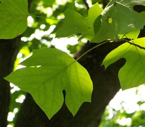 pix  tree leaf identification