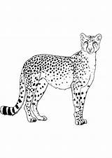 Coloring Pages Cheetah sketch template