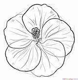 Hibiscus Zeichnen Gumamela Supercoloring Hibiskus Schritt Zeichnungen Skizzieren Sonnenblume Coole Skizzen Dinge Kurse Einfache Roses Contour Paying Kaynak Print sketch template