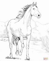 Arabian Shagya Araber Ausmalbild Colouring Pferde Kolorowanka Desenho Zum раскраска Kleurplaat лошадь Målarbok Kategorien sketch template