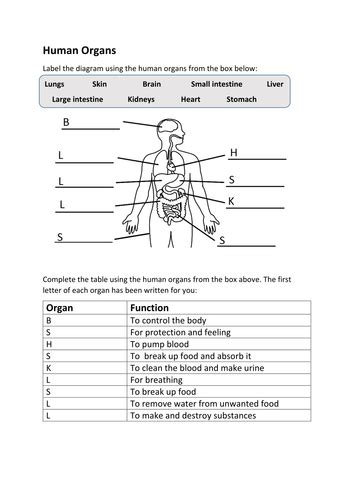 human organs worksheet sen by koobear teaching resources tes