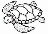 Turtle Outline Sea Clipart Coloring Clip Library Printable Kids sketch template