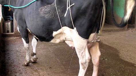 The Way To Cool Mastitis Cow Youtube