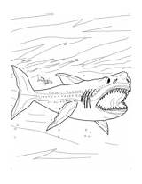Megalodon Coloring Shark Sawshark Nose Long sketch template