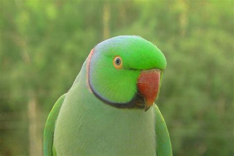 Indian Ringneck Parrot Aviculture Hub