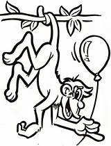 Macaco Monos Bola Pintar Soprar Imagen Infantiles Parc Wallis Elefantes Bridg Dessiner Orangutanes Gorilas Tudodesenhos Amplio Designa Término Primates Taxonómico sketch template