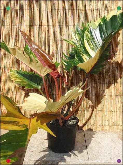 philodendron ring  fire plant   pot kens philodendrons unusual