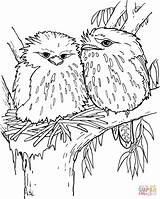 Tawny Frogmouth Coloring Pages Colouring Printable Drawing Choose Board Birds Drawings Supercoloring sketch template